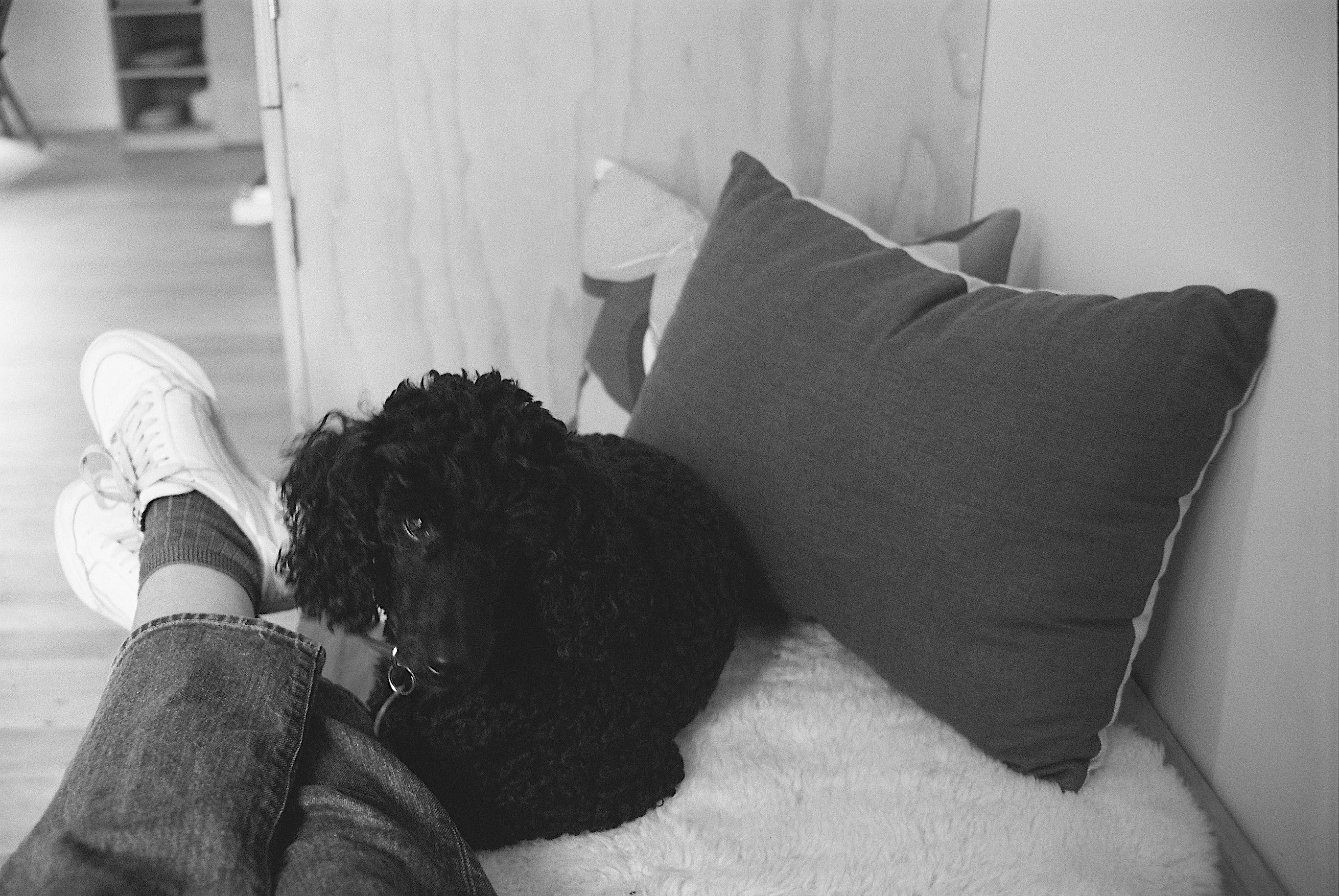 A black and white photo of Alonso - my miniature poodle - cosy at my feet.