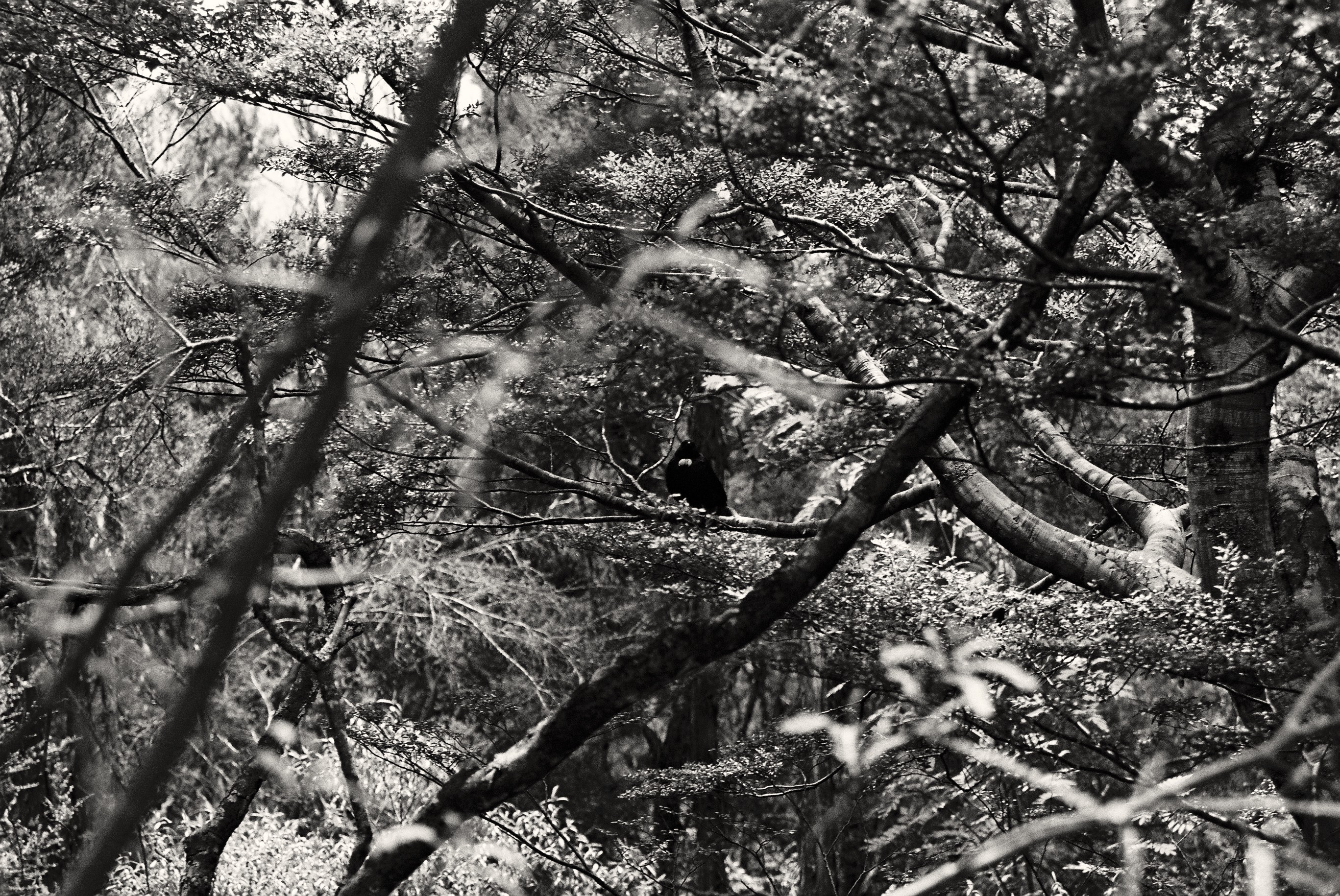 Black and white photo of a network of native tree branches.